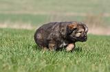 DOGUE DU TIBET 275
